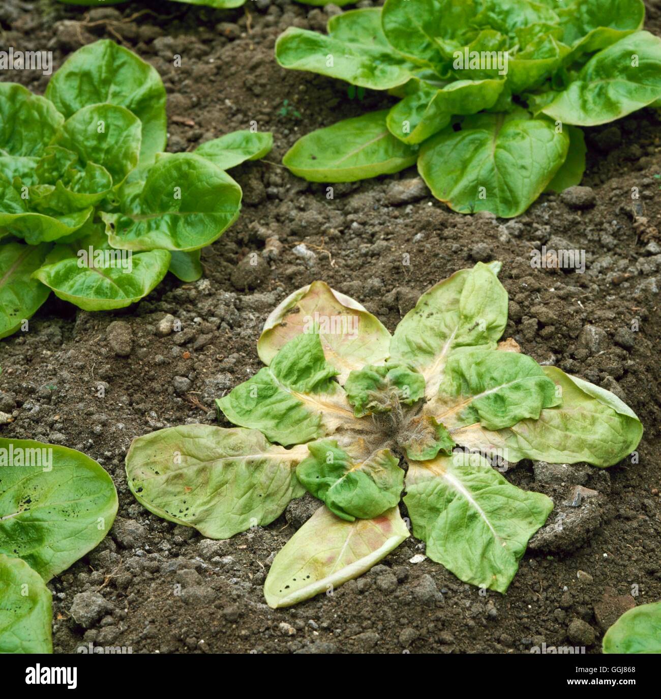 Damping Off - of Lettuce `Kwiek'   DIS030695 Stock Photo